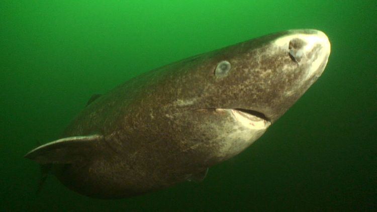 Greenland shark 8 Facts About the Greenland Shark