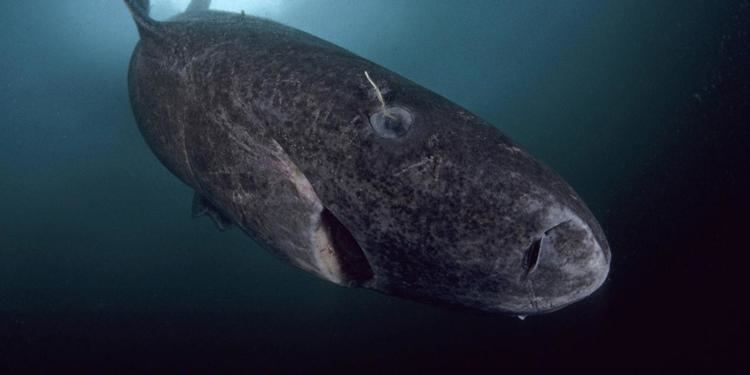 Greenland shark BBC Earth Mysterious giant sharks may be everywhere