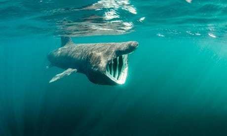 Greenland shark 400yearold Greenland shark is oldest vertebrate animal