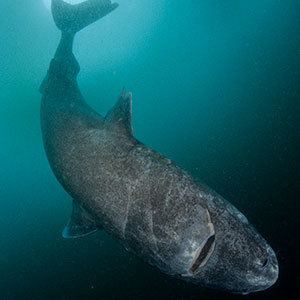 Greenland shark sharkopediadiscoverycomwpcontentuploads2015