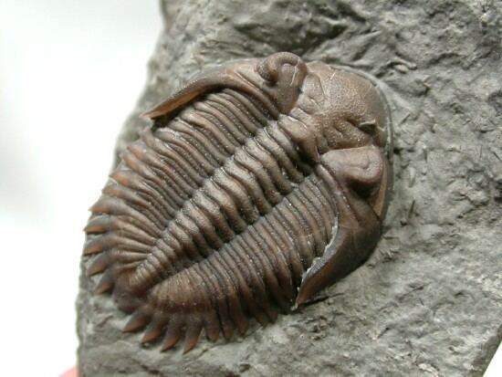 Greenops Greenops Devonian Trilobite