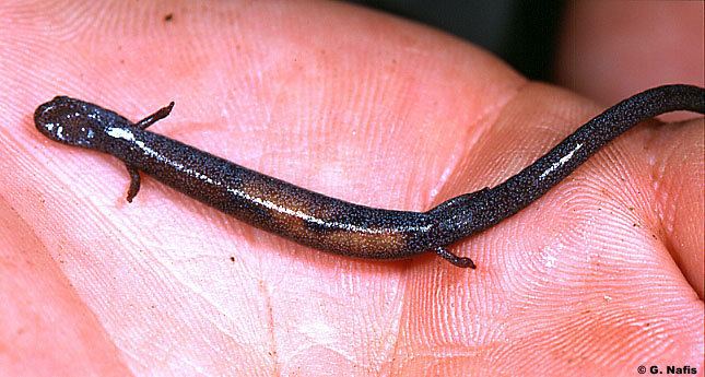 Gregarious slender salamander wwwcaliforniaherpscomsalamandersimagesbgregar