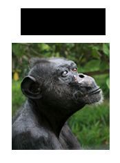 Gregoire (chimpanzee) httpsuploadwikimediaorgwikipediaencc4Gre
