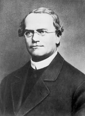 Gregor Mendel Gregor Mendel Austrian botanist Britannicacom