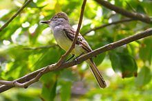 Grenada flycatcher httpsuploadwikimediaorgwikipediacommonsthu