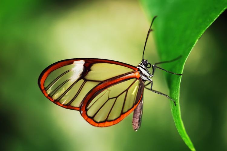 Greta oto Greta Oto Papiliorama Kerzers Switzerland Here is an Flickr