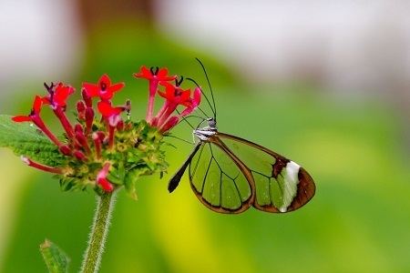 Greta oto The Greta oto Beautiful Glasswinged Butterfly With Transparent Wings