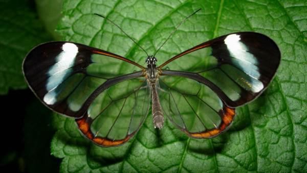 Greta oto What makes Greta oto Butterfly Glasswinged PickChur