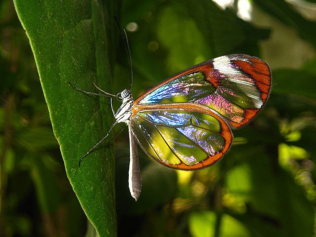 Greta oto The Incredible Glasswing Butterfly The Ark In Space