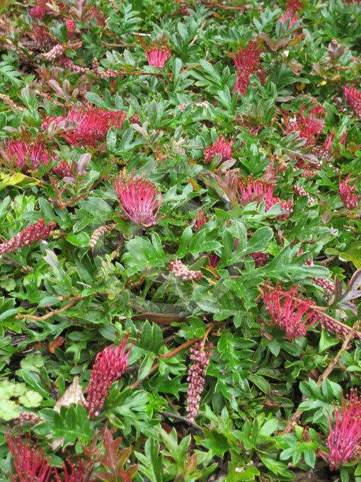 Grevillea × gaudichaudii Grevillea gaudichaudii Grevillea information amp photos