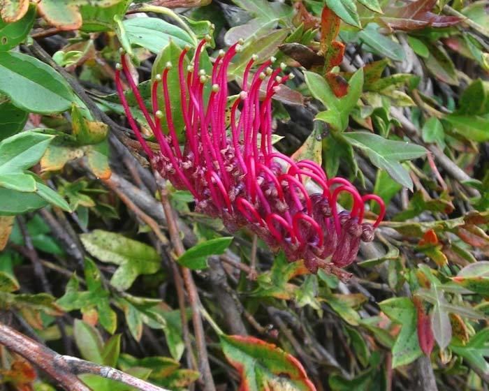 Grevillea × gaudichaudii GardensOnline Grevillea gaudichaudii