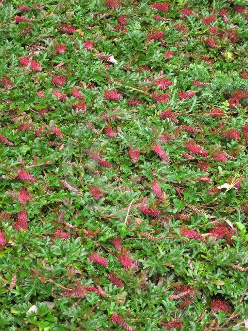 Grevillea × gaudichaudii Grevillea gaudichaudii Grevillea information amp photos