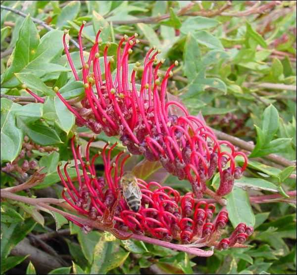 Grevillea × gaudichaudii Flora Grevillea x gaudichaudii