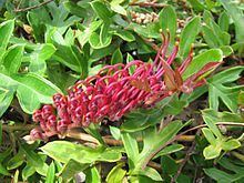 Grevillea × gaudichaudii httpsuploadwikimediaorgwikipediacommonsthu