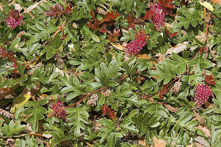 Grevillea × gaudichaudii Grevillea gaudichaudii Photo Royalty Free Grevillea Stock Image