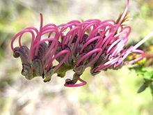 Grevillea acanthifolia httpsuploadwikimediaorgwikipediacommonsthu