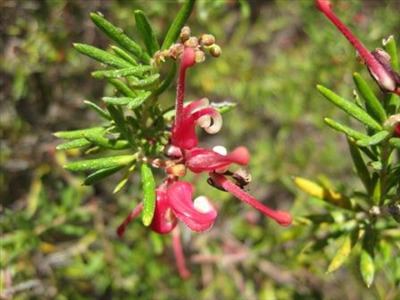 Grevillea alpina Grevillea alpina Australian Native Plants Plants 8007016517