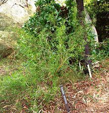 Grevillea anethifolia httpsuploadwikimediaorgwikipediacommonsthu
