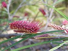 Grevillea aspleniifolia httpsuploadwikimediaorgwikipediacommonsthu