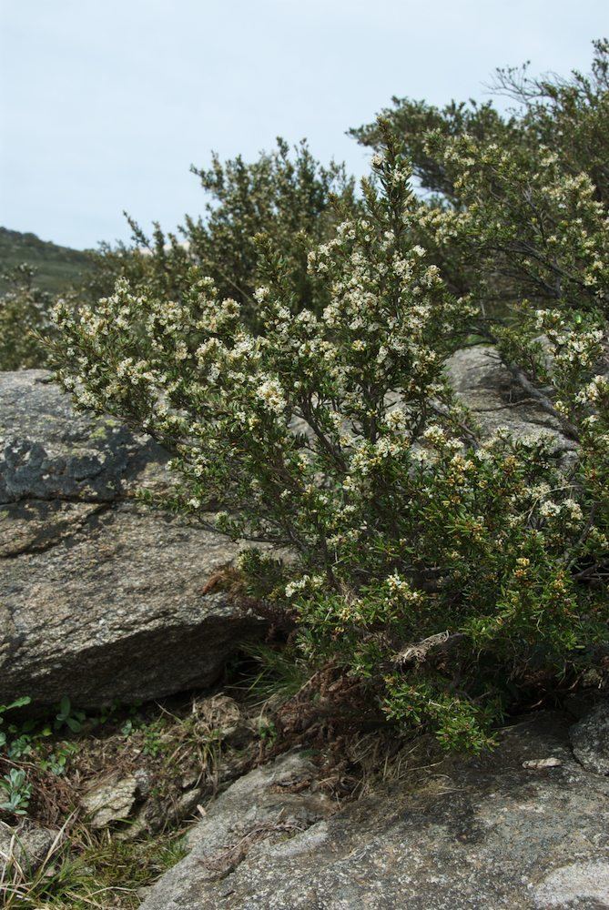 Grevillea australis Grevillea australis Proteaceae image 36143 at PlantSystematicsorg