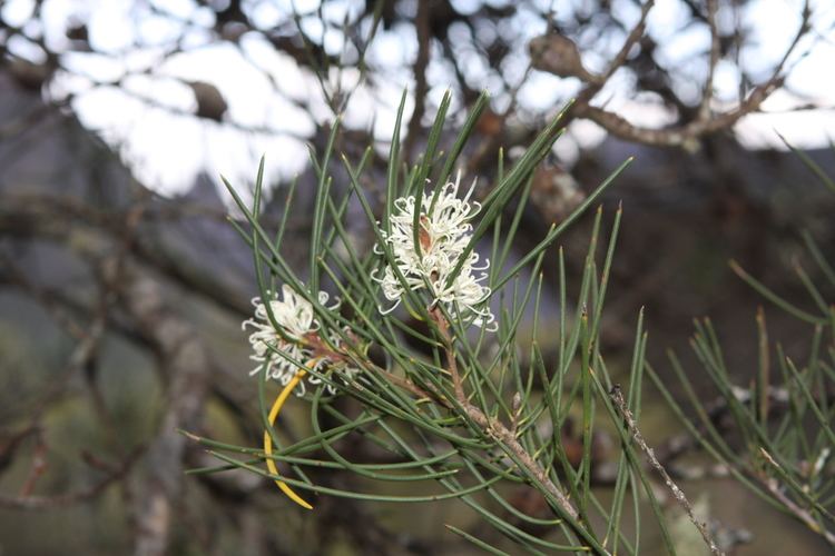 Grevillea australis FileFlickr brewbooks Grevillea australis or Hakeajpg