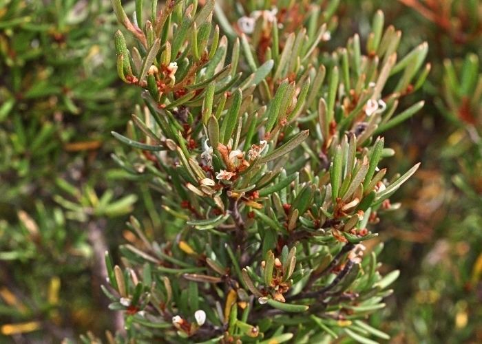 Grevillea australis Australian Alpine Plants Proteaceae
