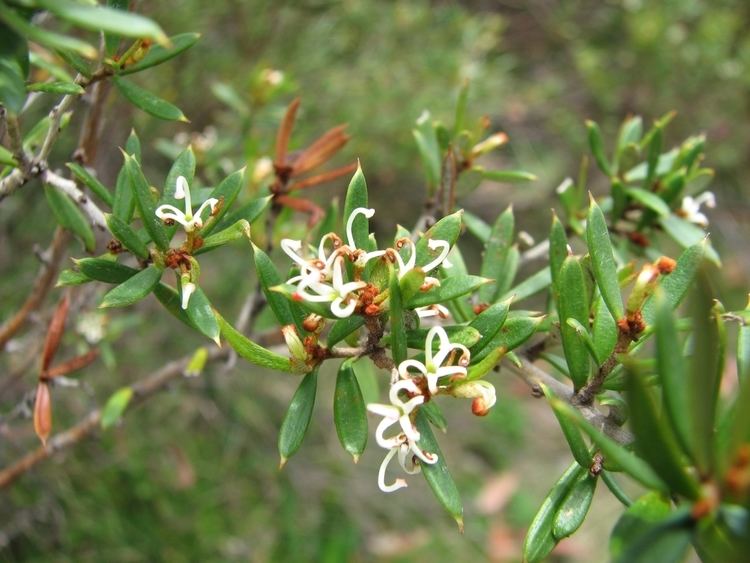 Grevillea australis httpsuploadwikimediaorgwikipediacommons88