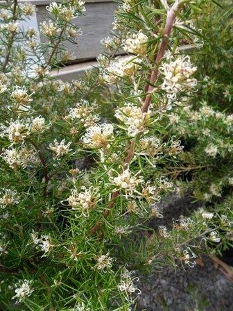 Grevillea australis Plants of Tasmania Nursery amp Gardens