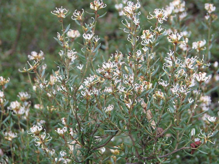 Grevillea australis FileGrevillea australis 12994913864jpg Wikimedia Commons