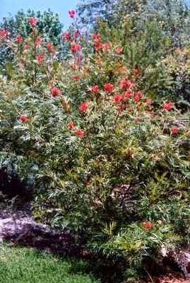 Grevillea banksii Grevillea banksii Australian Native Plants Plants 8007016517