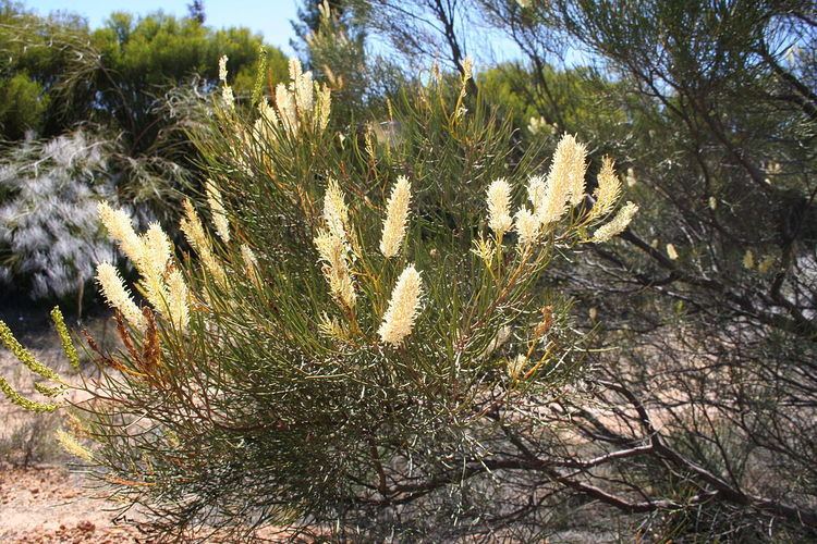 Grevillea biformis