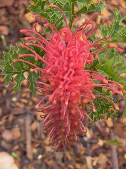 Grevillea bipinnatifida Australis Plants Grafted Grevilleas