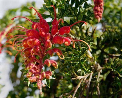 Grevillea bipinnatifida GardensOnline Grevillea bipinnatifida