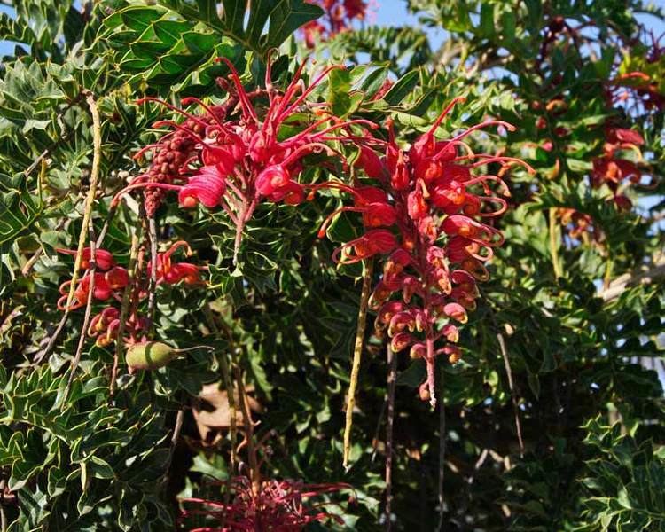 Grevillea bipinnatifida GardensOnline Grevillea bipinnatifida