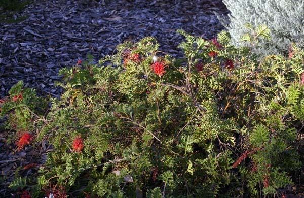 Grevillea bipinnatifida Grevillea bipinnatifida Fuchsia Grevillea