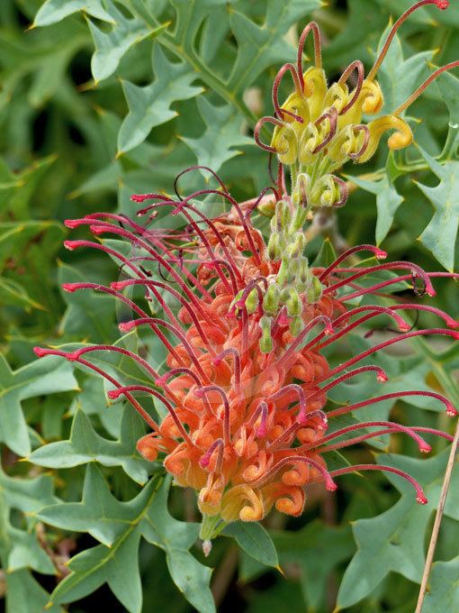 Grevillea bipinnatifida Grevillea bipinnatifida Grape Grevillea Fuchsia Grevillea