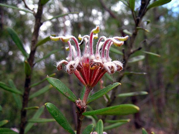 Grevillea buxifolia Australian Wildflowers