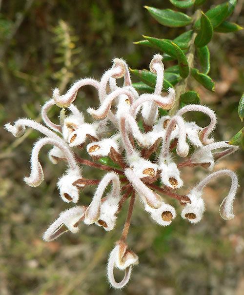 Grevillea buxifolia Grevillea buxifolia Grey Spider Flower