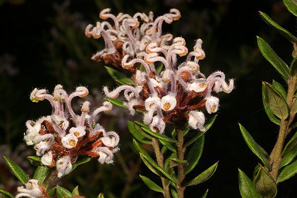 Grevillea buxifolia imp0623jpg