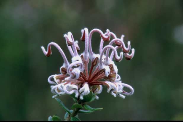 Grevillea buxifolia Grevillea buxifolia Grey spider flower
