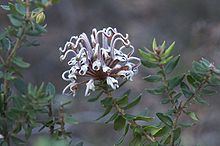 Grevillea buxifolia httpsuploadwikimediaorgwikipediacommonsthu