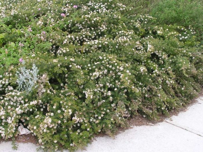 Grevillea crithmifolia Grevillea Crithmifolia Prostrate Green Carpet Lullfitz Nursery