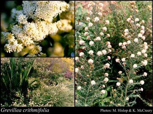 Grevillea crithmifolia httpsflorabasedpawwagovausciencetimage19