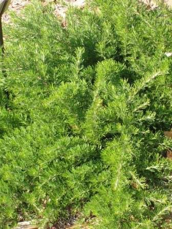 Grevillea crithmifolia Grevillea crithmifolia Australian Native Plants Plants 800701