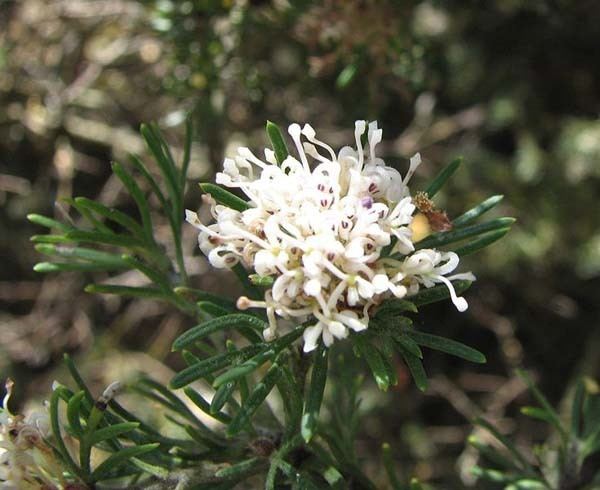 Grevillea crithmifolia Grevillea crithmifolia Australian Native Plants