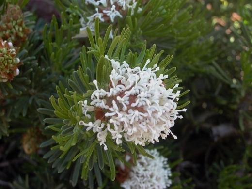 Grevillea crithmifolia Australis Plants Grafted Grevilleas