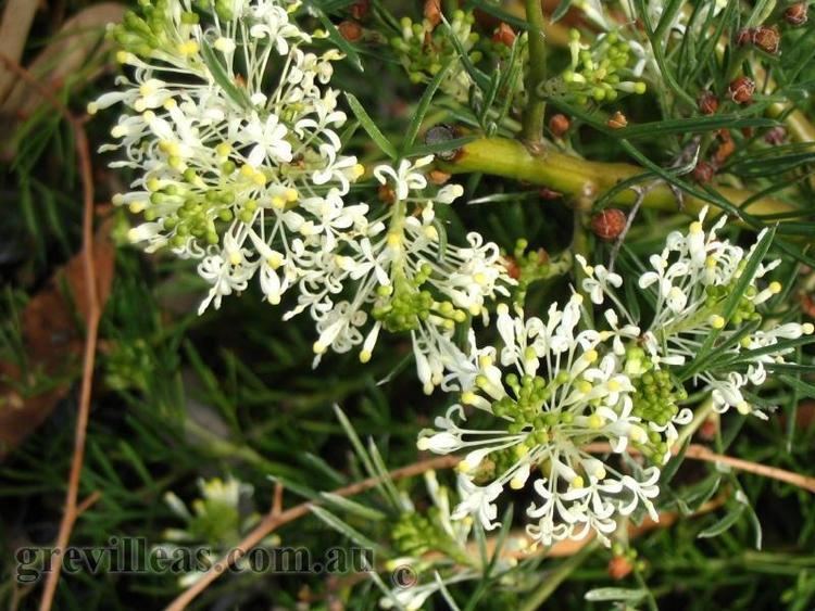 Grevillea curviloba Grevilleascomau Grevillea curviloba