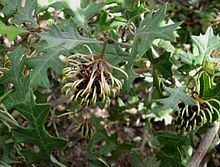 Grevillea dryophylla httpsuploadwikimediaorgwikipediacommonsthu