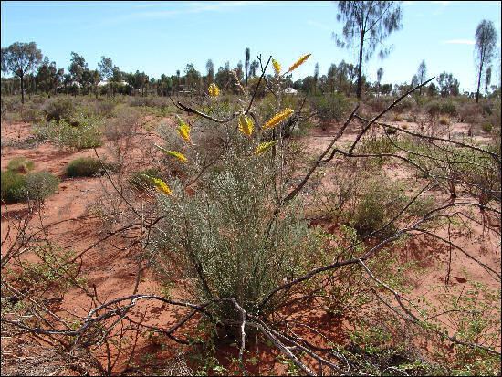 Grevillea eriostachya Flora Grevillea eriostachya Family PROTEACEAE