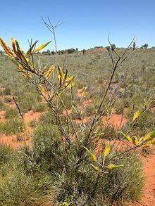 Grevillea eriostachya httpsuploadwikimediaorgwikipediacommonsthu